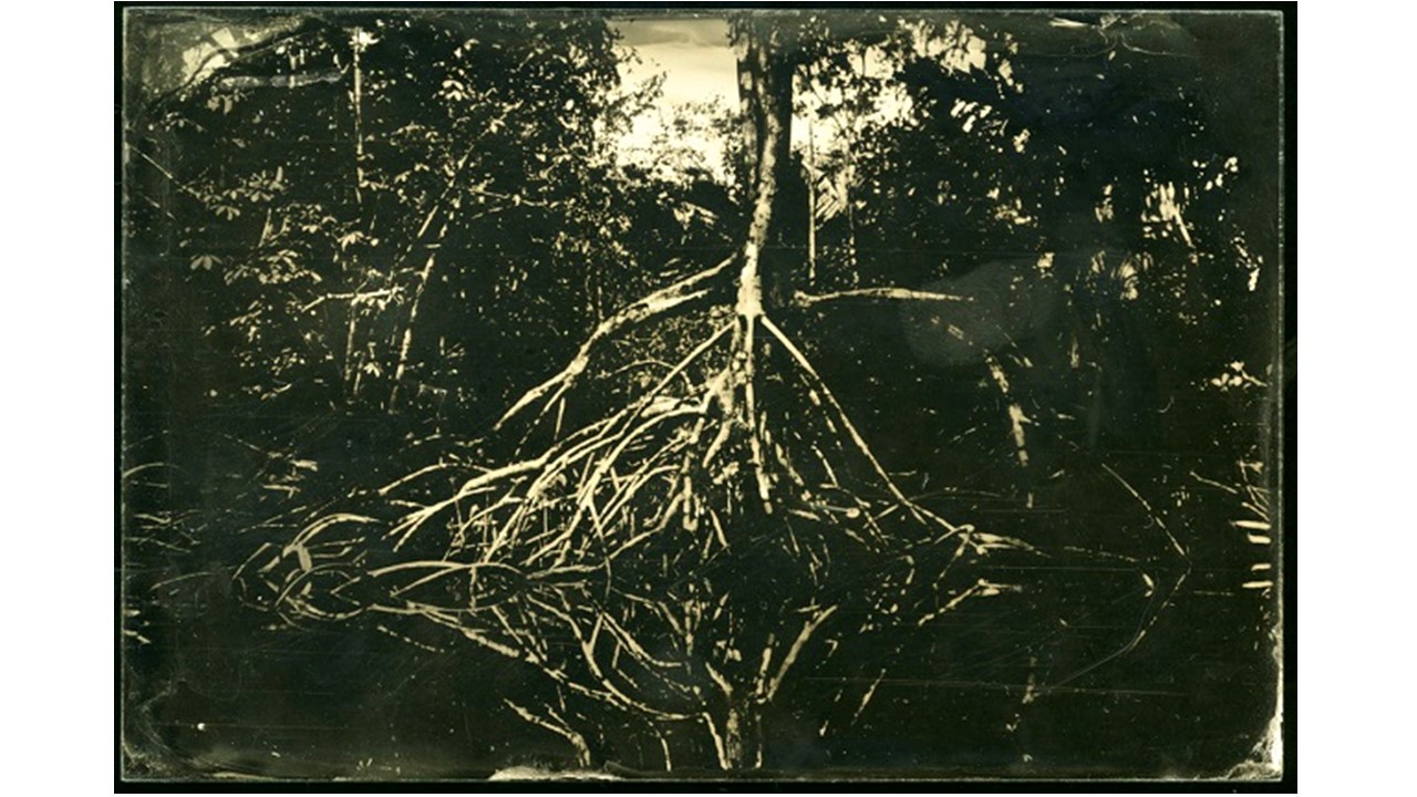 Project Wonderland, ambrotype.