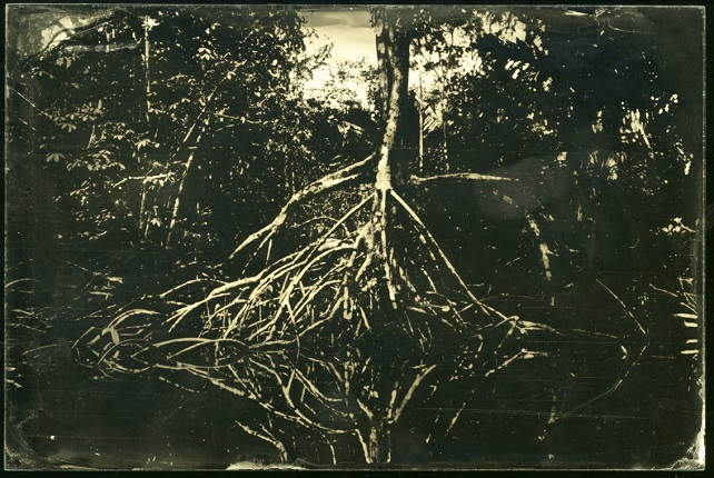 Project Wonderland, ambrotype.