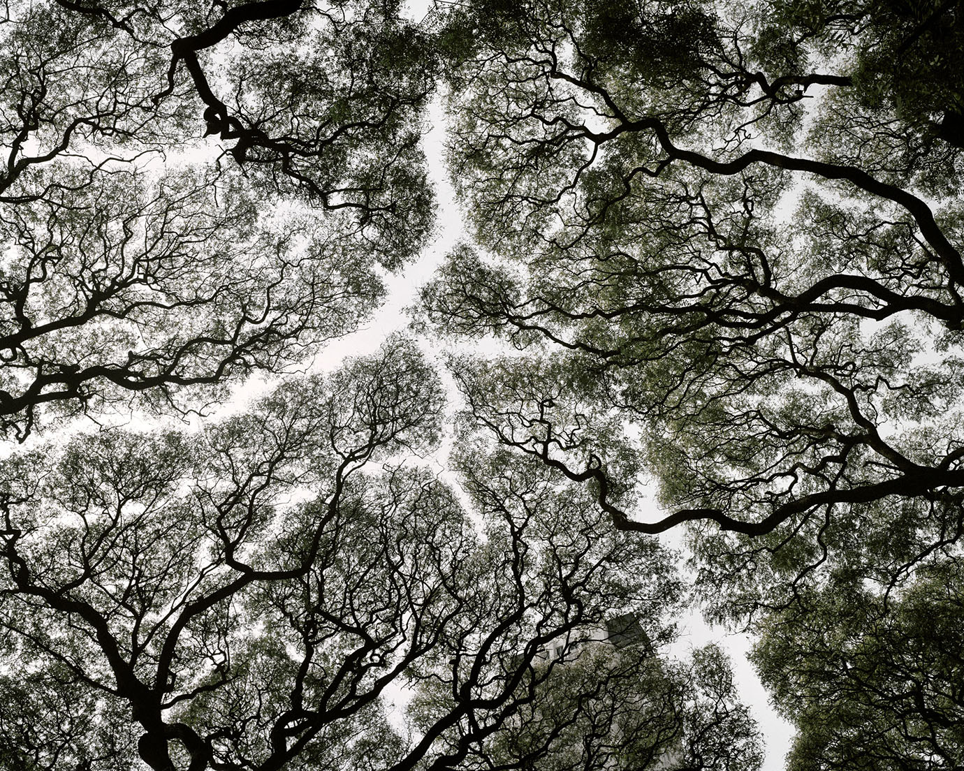 Impresión digital,  2015. Ed. 3. 110 x 132 cm