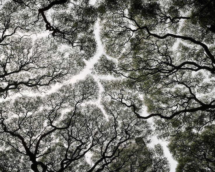 Impresión digital,  2015. Ed. 3. 110 x 132 cm