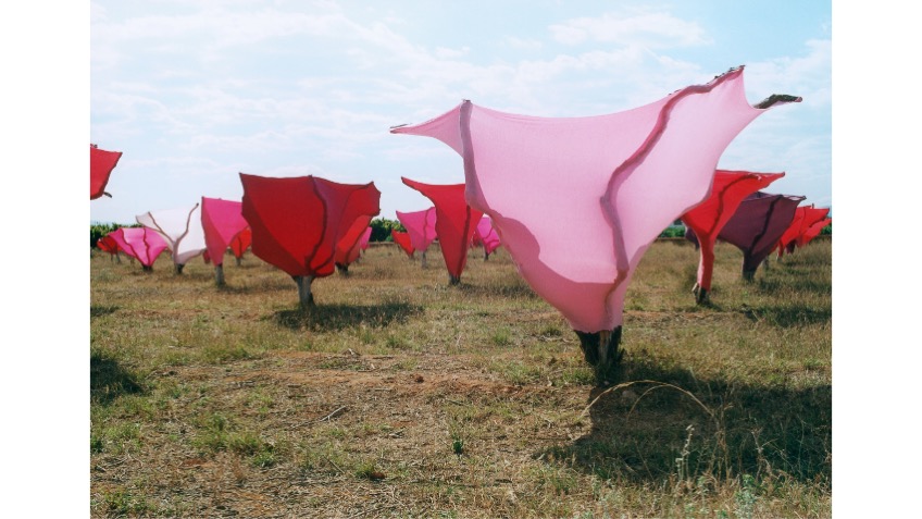 "Adeu Tristesa" 2000. Pieza sobre 270 naranjos muertos.