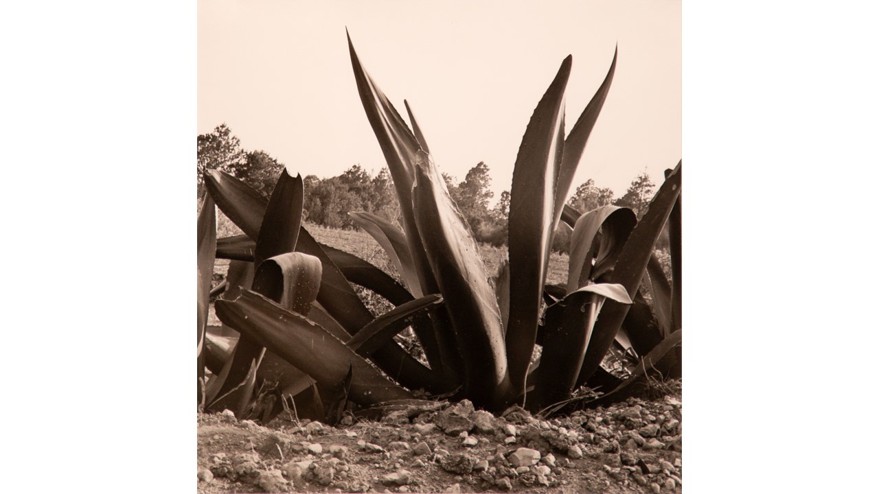 Roberto Fernández Balbuena. Maguey, ca.1950
27, 8 x 28, 8 cm. Gelatinobromuro de plata.