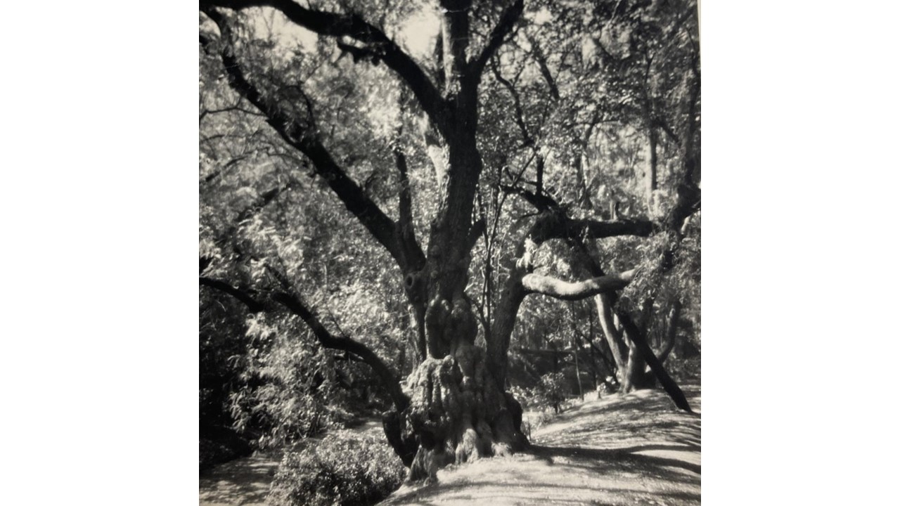 Roberto Fernández Balbuena. Fotografía Vintage. Ca.1950. 20 x 20 cm