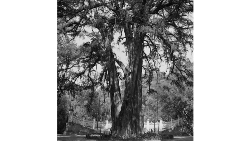 Roberto Fernández Balbuena. Parque con balaustrada. Ca. 1950. 49,5  x  47, 5 cm.