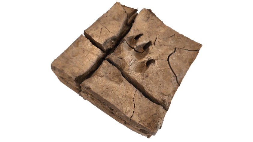 Petjades, Paiporta (2.5), 19,8 x 20 x 6,9cm