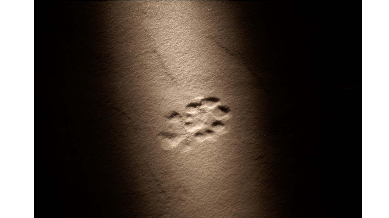 "Fresh footprint of adult tiger, around 3 years old on the Bikin River", 2015. . 40 x 60 cm. Ed. of 7 + 2 PA.