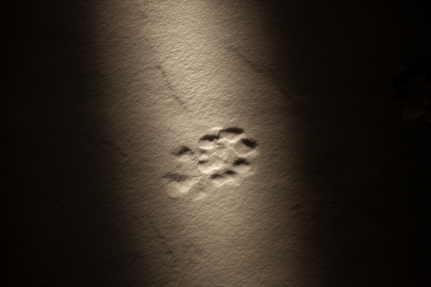 "Fresh footprint of adult tiger, approximately 3 years old, on the Bikin River", 2015. Pigmented inks on Hahnemühle paper. 40 x 60 cm. Ed. of 7 + 2 PA.