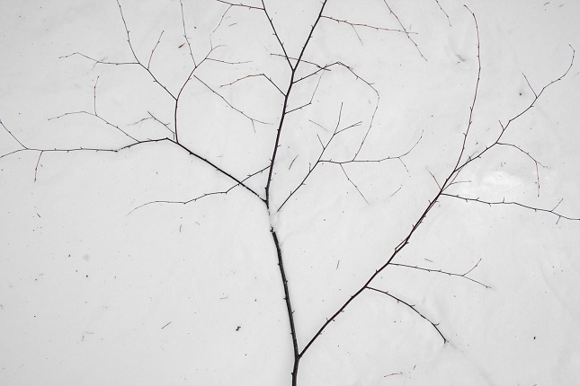 "The White Book", 2015. Pigmented inks on Hahnemühle paper. 40 x 60 cm. Ed. of 7 + 2 PA.