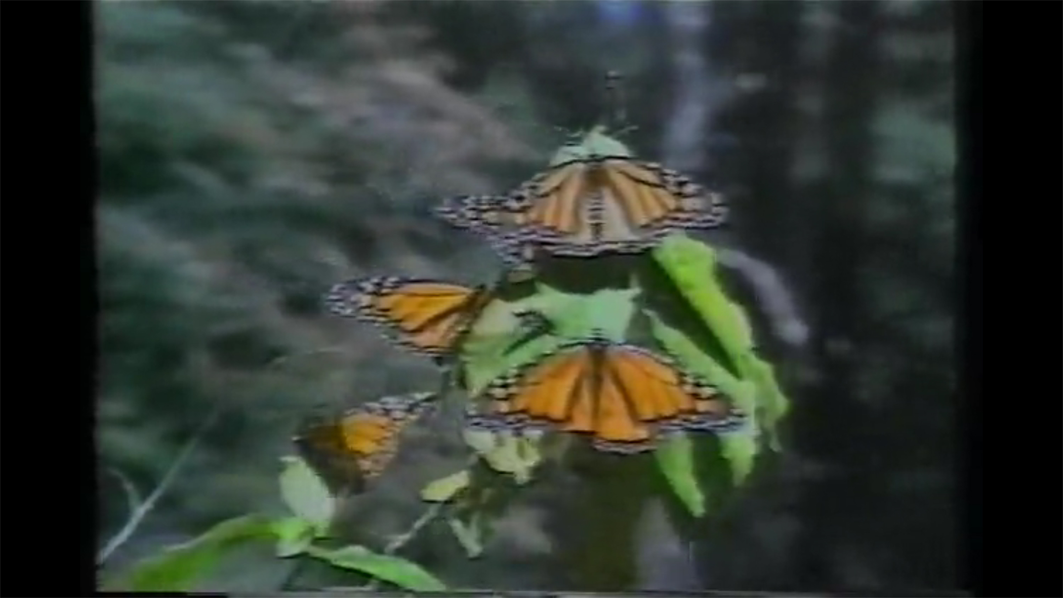 T. Serrano. Siempre el pasto del vecino es más verde. Video. 1997. Edition 2/5. 4,13 m.