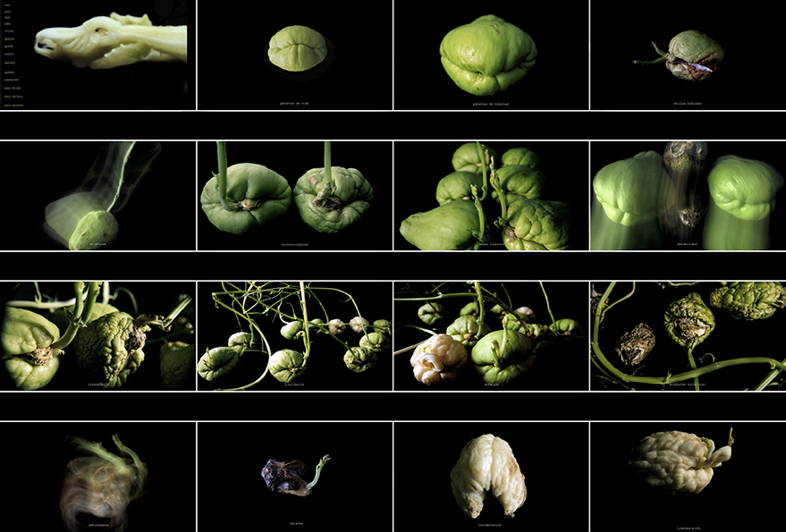 Chayotes, life death and transfiguration, 2018-2019. Photography / video. Edition 3 + 2 p.a. Duration: 10:09