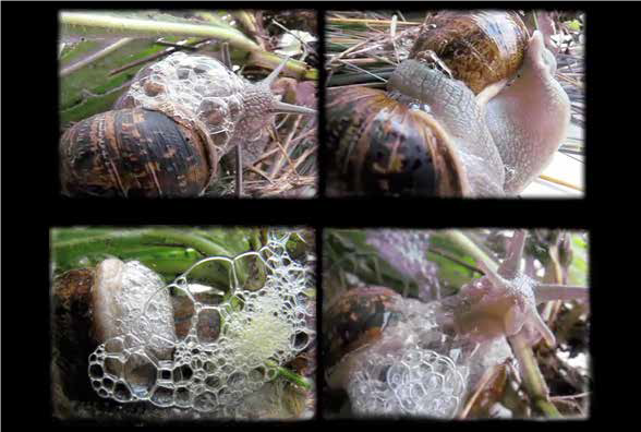 Hermaphrodite passion, love poem. 2010. Video. Edition of 3 + 2 A.P Duration: 9:35