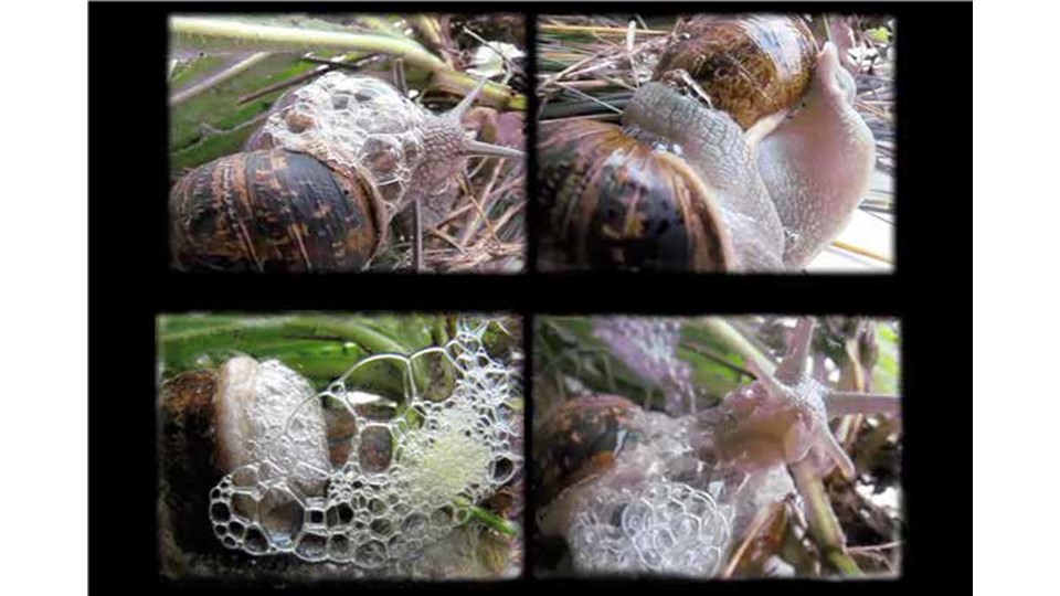 "Hermaphrodite passion, love poem". 2010.
Video. Edition 3 + 2 p.a.  Duration: 6:54. 
Numerous nails sliding in pairs and moving in unison.