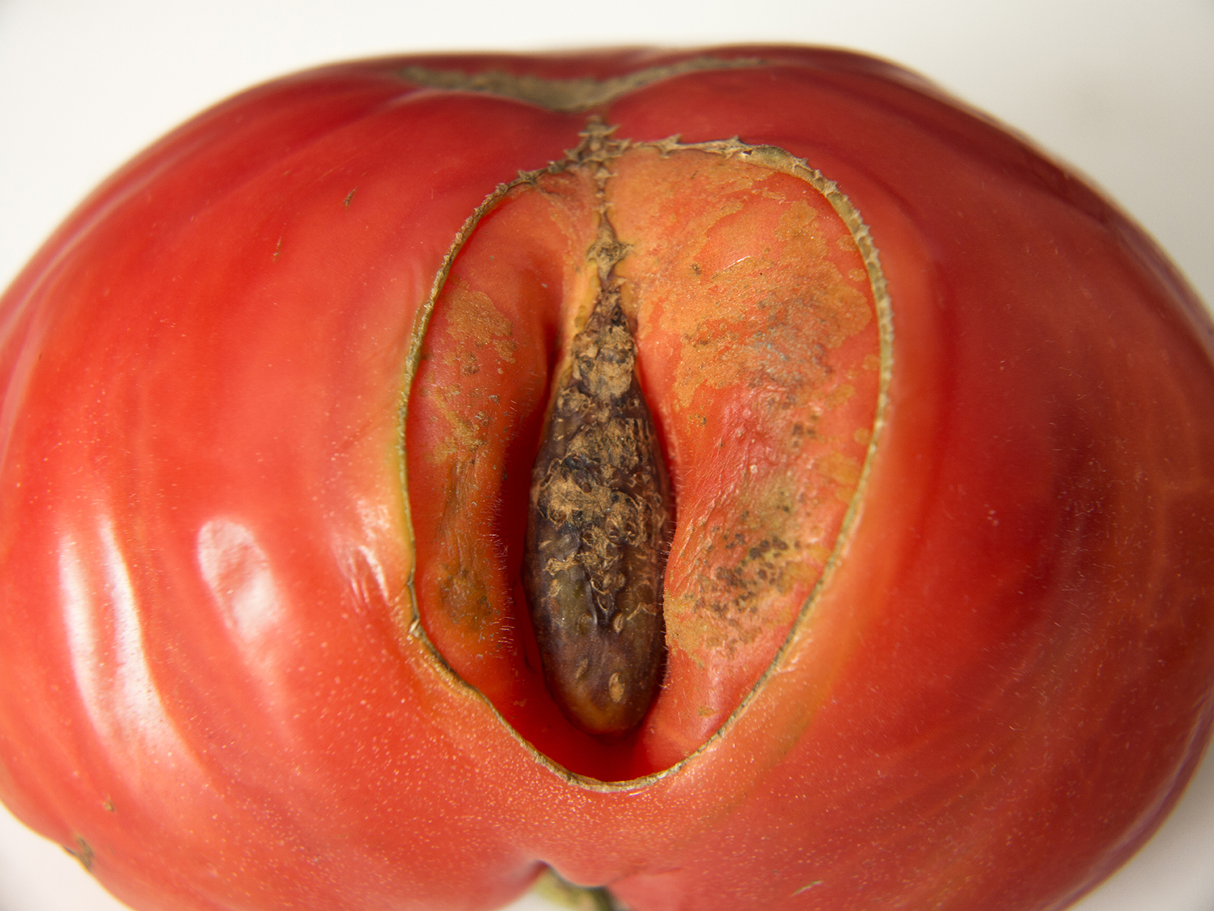 Vagina. Transgenic Series, 2018-2019. Fujicolor Crystal Archive Professional paper 249 mgr. Edition of 3 + 2 PA. 75 x 100 cm