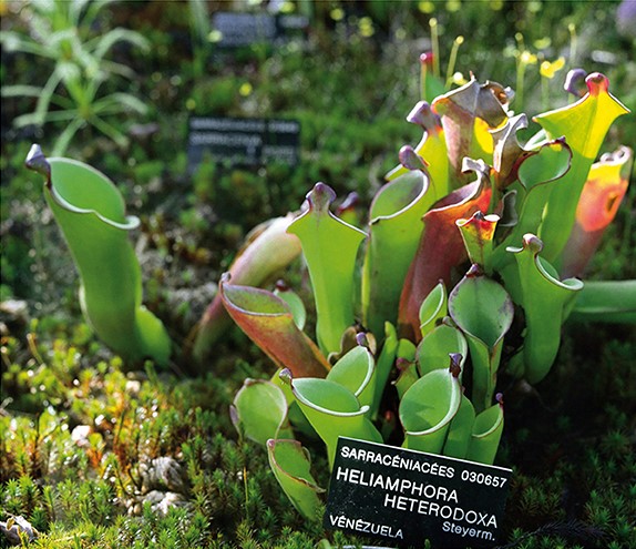 "Heliamphora Heterodoxa" from the series "People and things", 2009-2019, 45 x 45 cm, digital printing on Hahnemühle paper. 5 + AP Edition