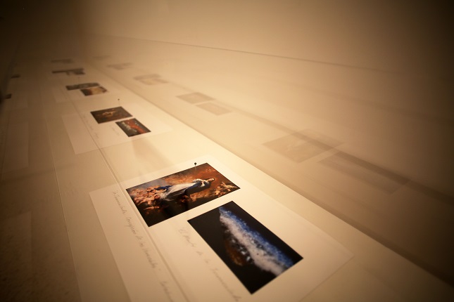 Showcase view