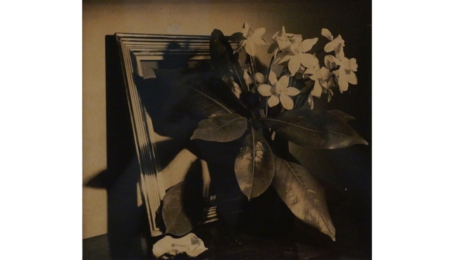 Horacio Coppola. Argentinean photographer and filmmaker 1906-2012, member of the Bauhaus.  "Flores- Ramos Mejía", 1940. Vintage photography. 23,5 x 25,5 cm.