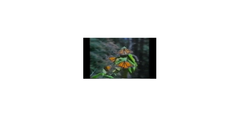 Teresa Serrano. "Siempre el pasto del vecino es más verde", Mexico City, 1997. Video installation. 2/5 (Ed. 5 + 2 AP). NTSC- length: 4.13 minutes
