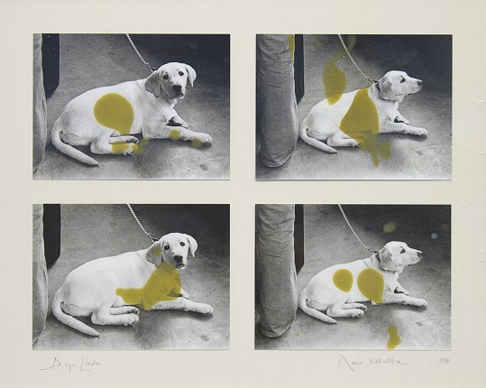 "Dog. London [Documento básico]", 1970. Técnica mixta sobre fotografía procesada en blanco y negro. 54,5 x 66,5 cm.