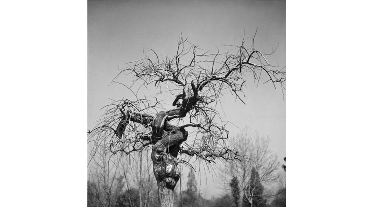 Tronco de árbol, México. Ca. 1950. 49,5  x  47, 5 cm. Ed. 1/5.