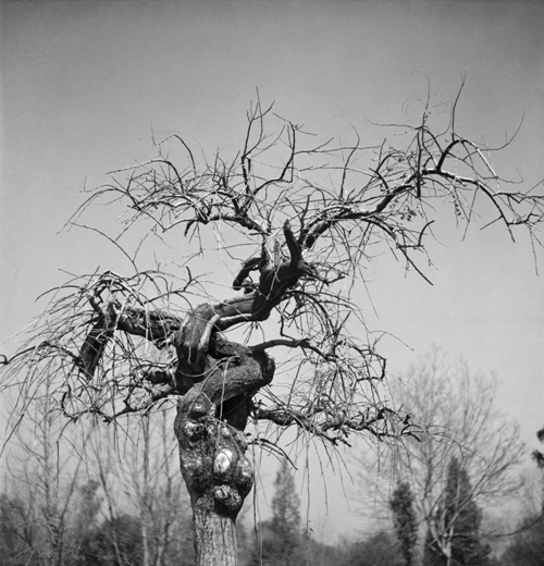 Tronco de árbol, México. Ca. 1950. 49,5  x  47, 5 cm. Ed. 1/5.