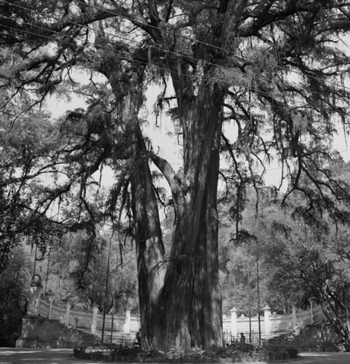 Parque con balaustrada. Ca. 1950. 49,5  x  47, 5 cm. Ed. 1/5.