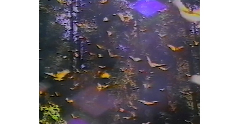 Teresa Serrano. "Siempre el pasto del vecino es más verde", Ciudad de México, 1997. Video Instalación. 2/5 (Ed. 5 + 2 AP). NTSC- duración: 4.13 minutos