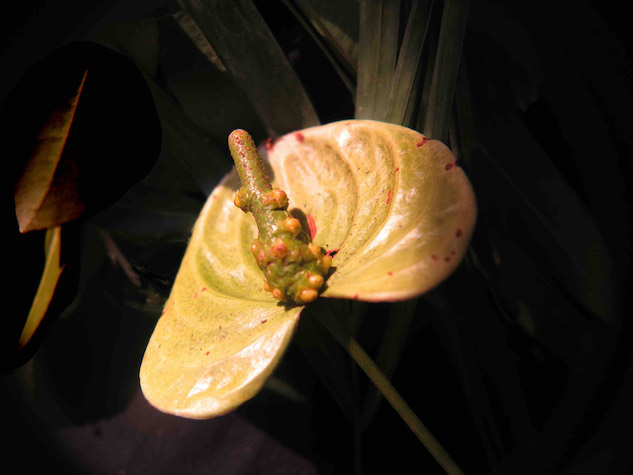 La exposición "La risa de las flores" en el Real Jardín Botánico de Madrid incluye obra de Marisa González